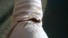 Sympetrum striolatum